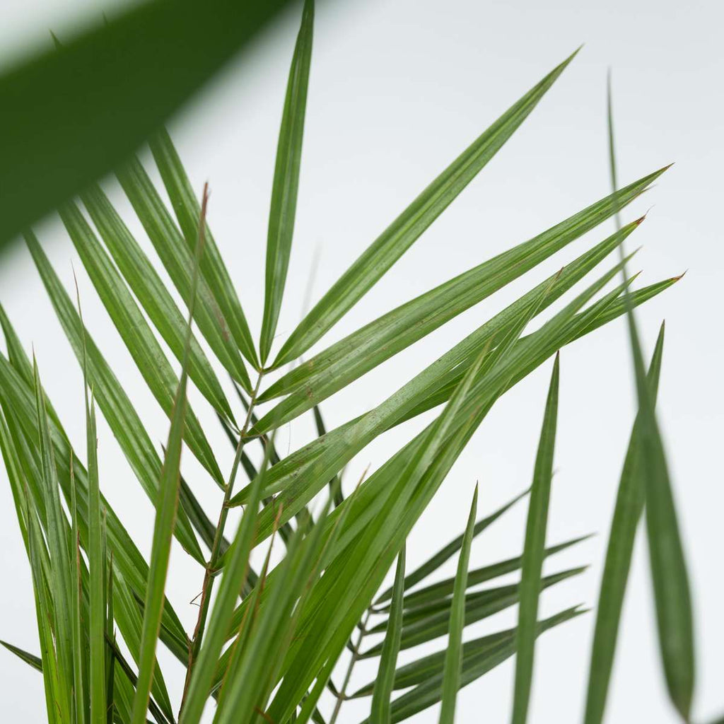 Mix de palmier pentru interior - 6 buc - Pokon - Înălţime 50-70cm - ⌀14cm