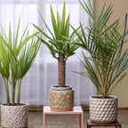 Mix de palmier pentru interior - 6 buc - Pokon - Înălţime 50-70cm - ⌀14cm