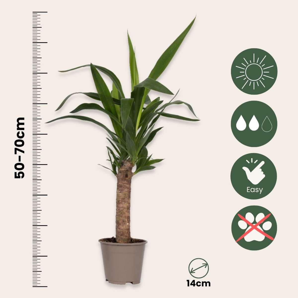 Mix de palmier pentru interior - 6 buc - Indoor Palmmix - În. 50-70cm - ⌀14cm