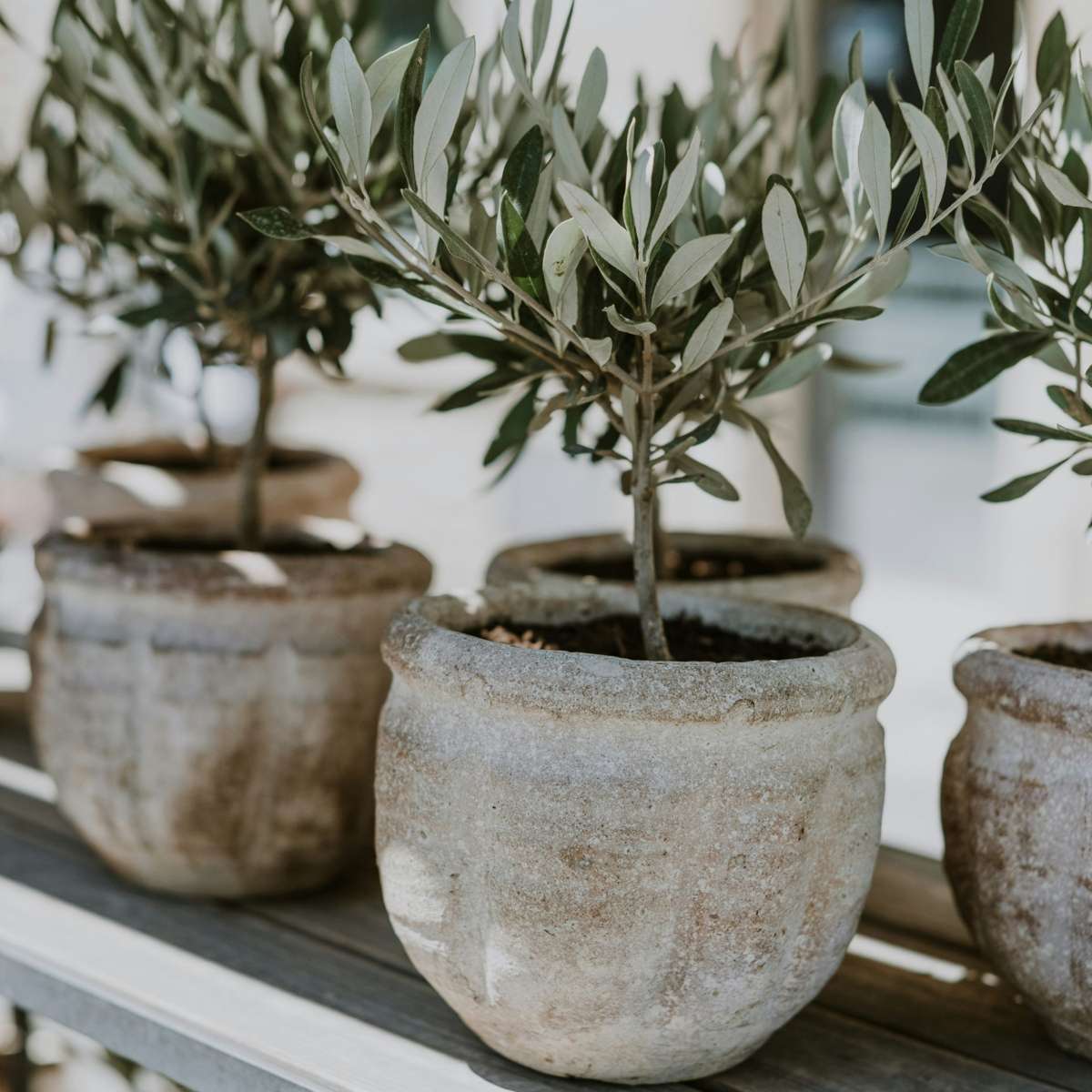 Măslin - Olea europaea - Înălţime 30-40cm - ⌀21cm