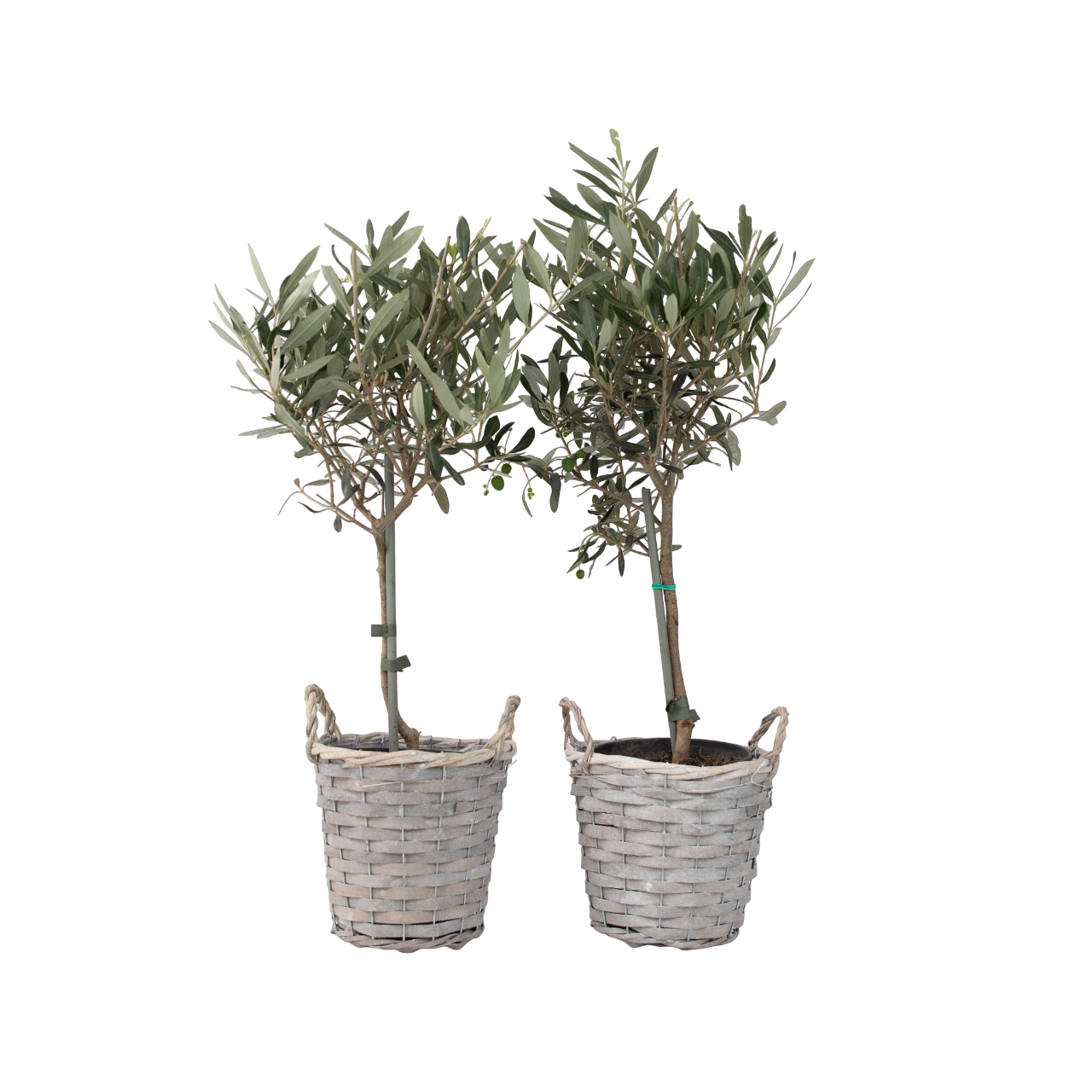 Măslin - 2 buc - Olea europaea - Înălţime 50-60cm - ⌀14cm