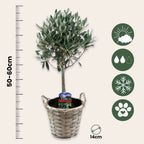 Măslin - 2 buc - Olea europaea - Înălţime 50-60cm - ⌀14cm