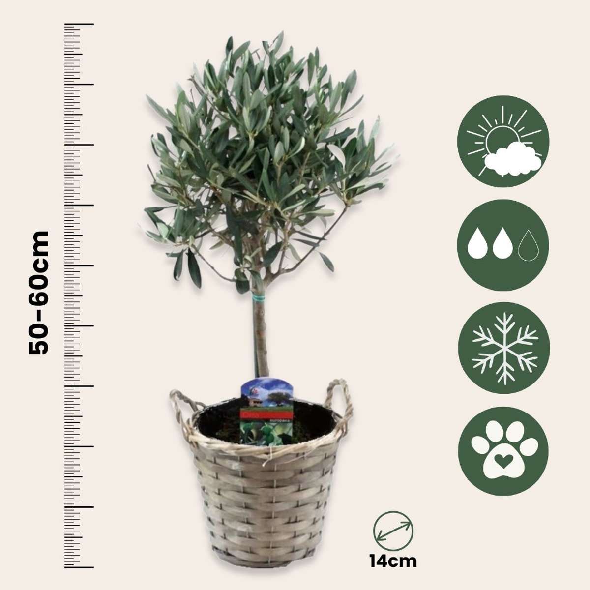 Măslin - 2 buc - Olea europaea - Înălţime 50-60cm - ⌀14cm