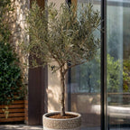 Măslin - Olea europaea - Înălţime 45-55cm - ⌀14cm