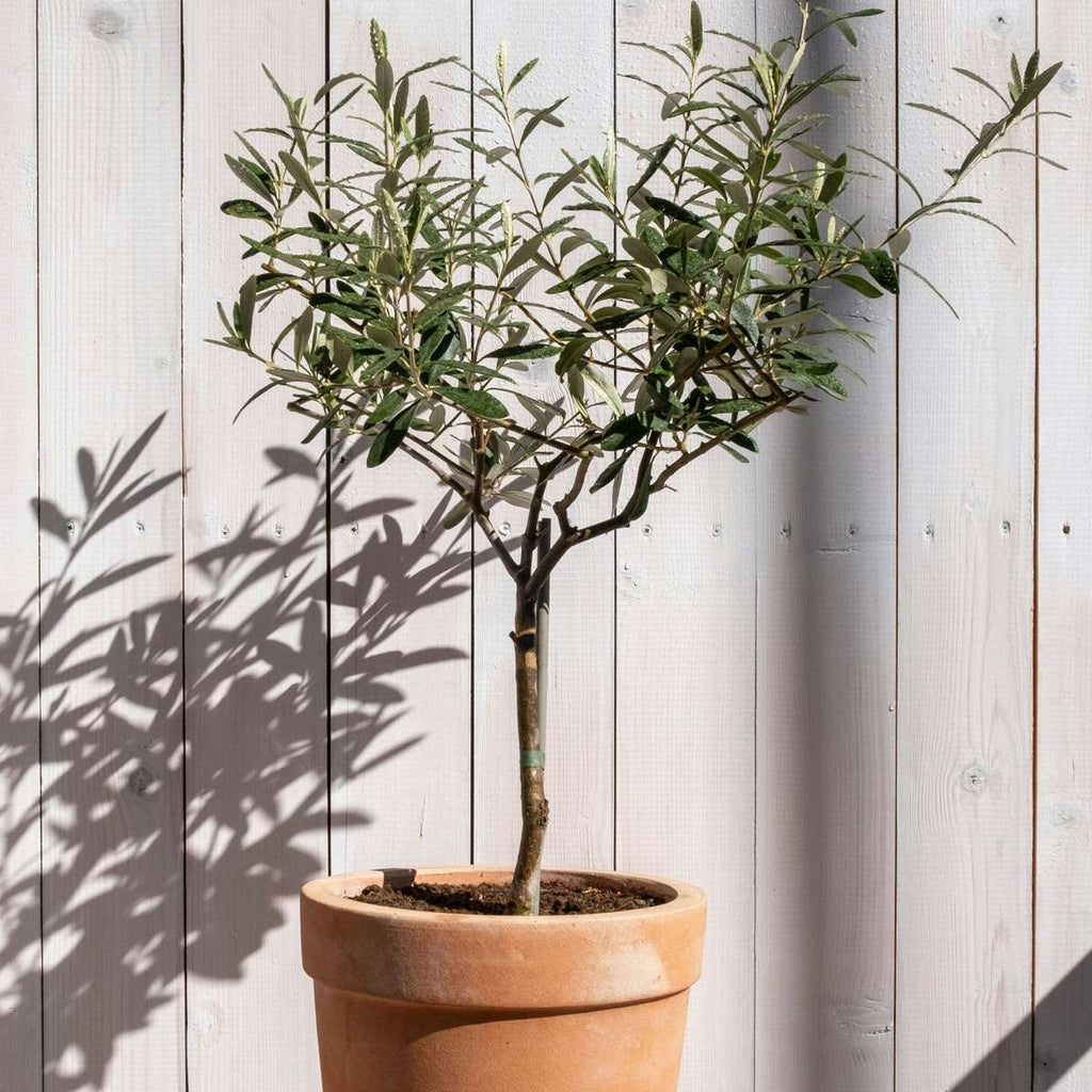 Măslin - Olea europaea - Înălţime 45-55cm - ⌀14cm