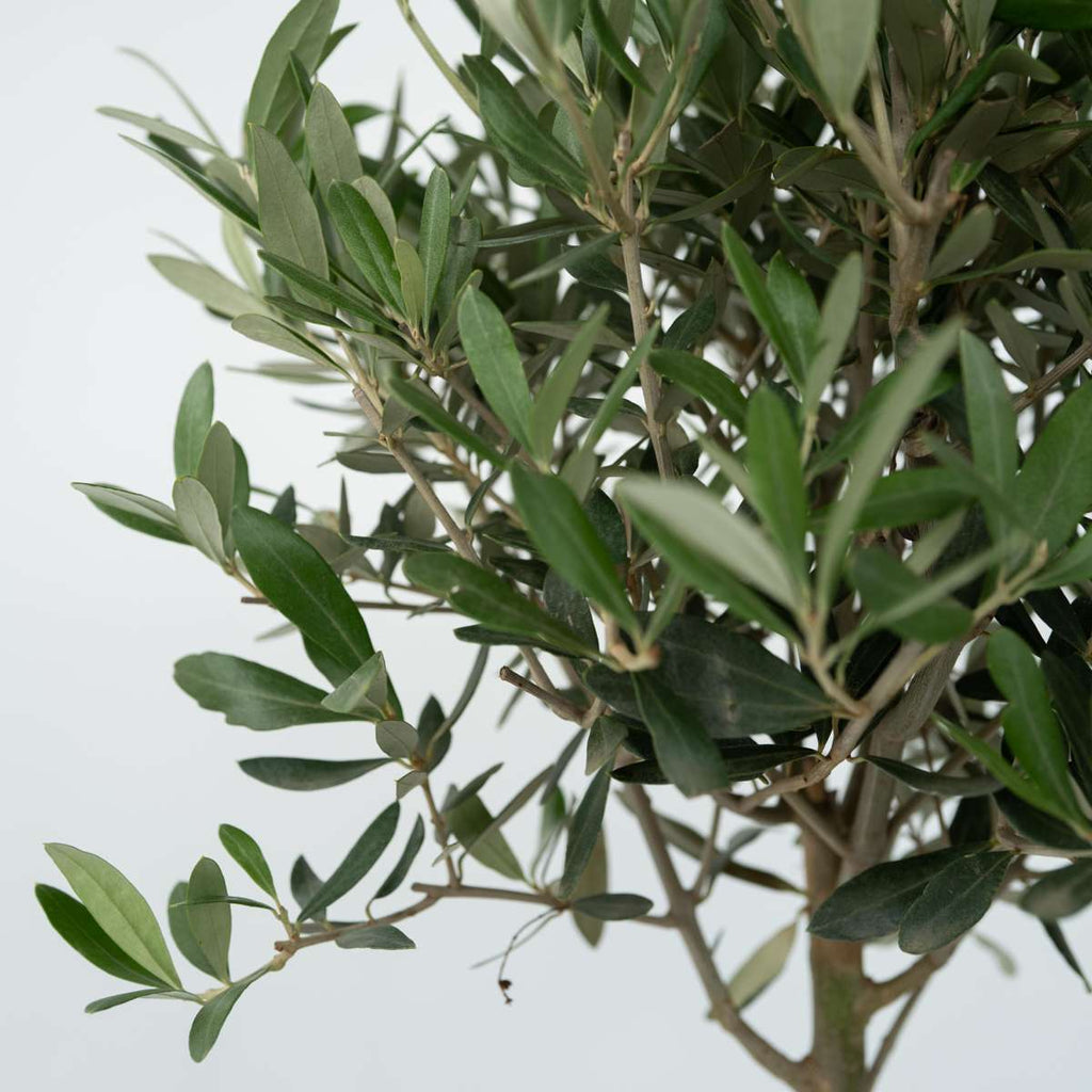 Măslin - Olea europaea - Înălţime 45-55cm - ⌀14cm