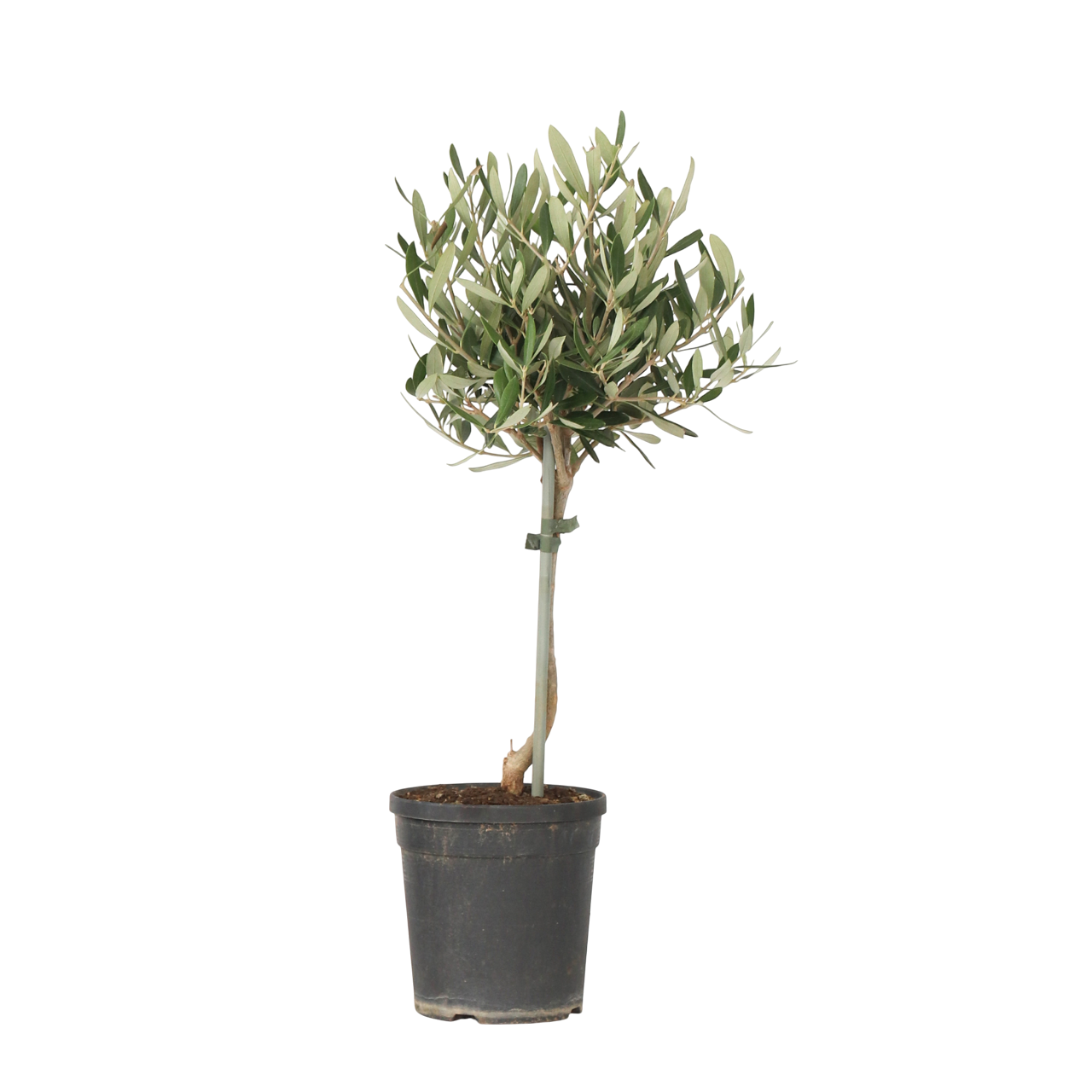 Măslin - Olea europaea - Înălţime 45-55cm - ⌀14cm