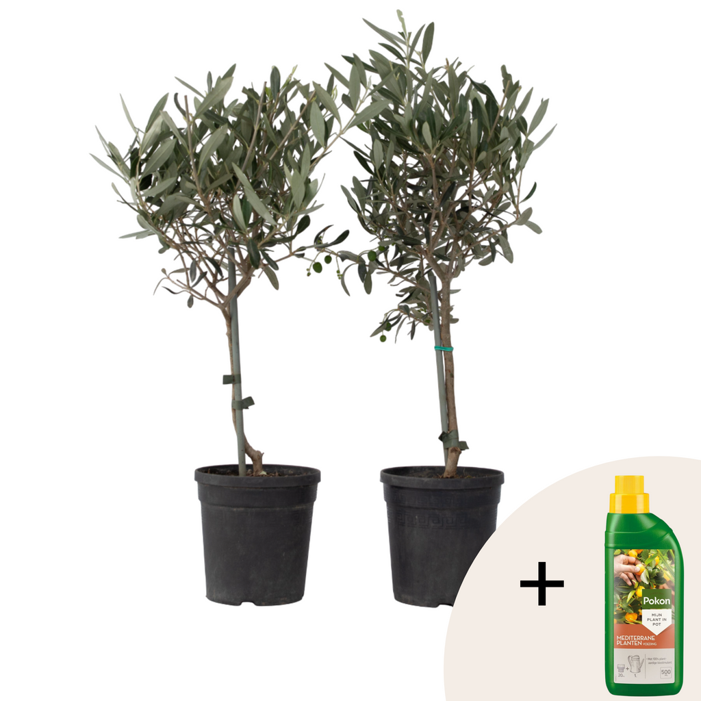 Măslin - 2 buc - Olea europaea - Înălţime 50-60cm - ⌀14cm