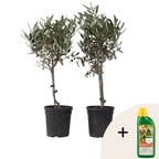 Măslin - 2 buc - Olea europaea - Înălţime 50-60cm - ⌀14cm