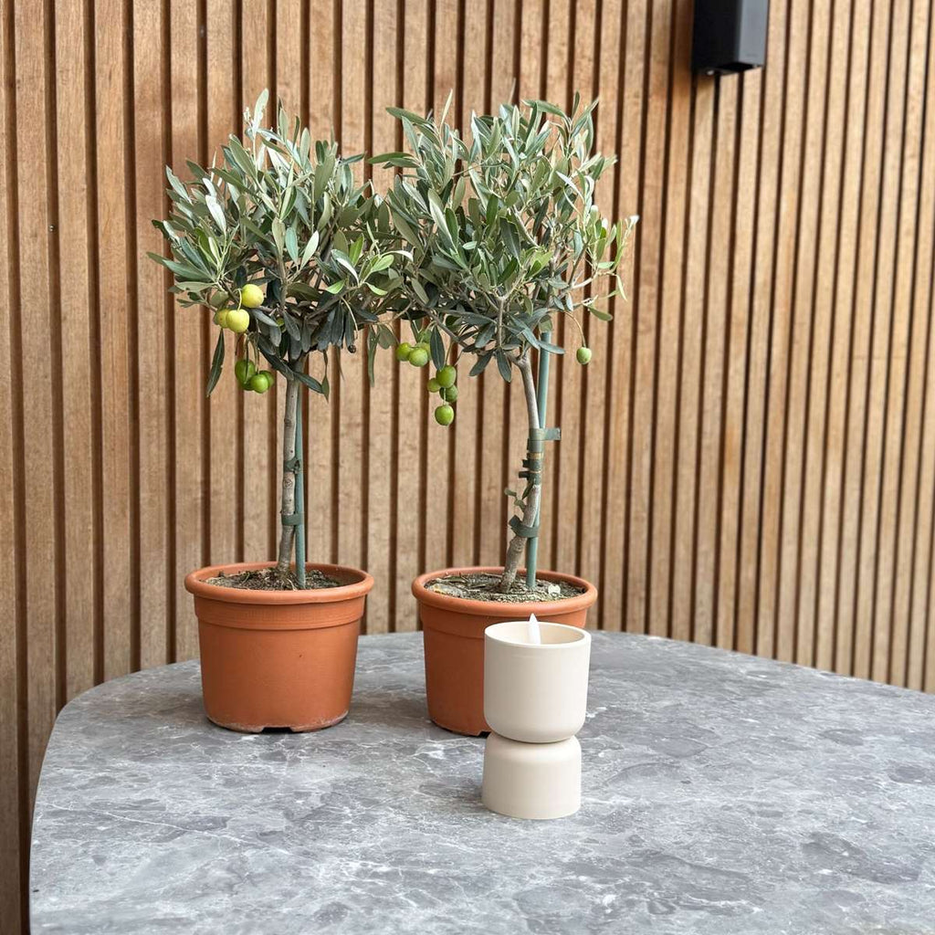 Măslin - 2 buc - Olea europaea - Înălţime 50-60cm - ⌀14cm