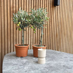 Măslin - 2 buc - Olea europaea - Înălţime 50-60cm - ⌀14cm