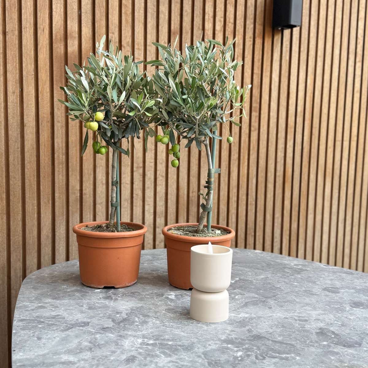Măslin - 2 buc - Olea europaea - Înălţime 50-60cm - ⌀14cm