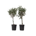 Măslin - 2 buc - Olea europaea - Înălţime 50-60cm - ⌀14cm