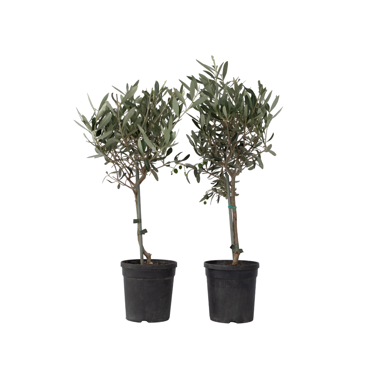 Măslin - 2 buc - Olea europaea - Înălţime 50-60cm - ⌀14cm