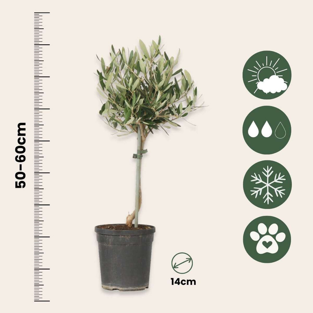 Măslin - 2 buc - Olea europaea - Înălţime 50-60cm - ⌀14cm