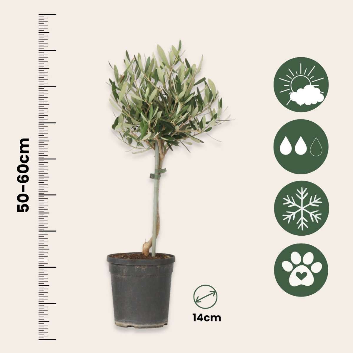 Măslin - 2 buc - Olea europaea - Înălţime 50-60cm - ⌀14cm
