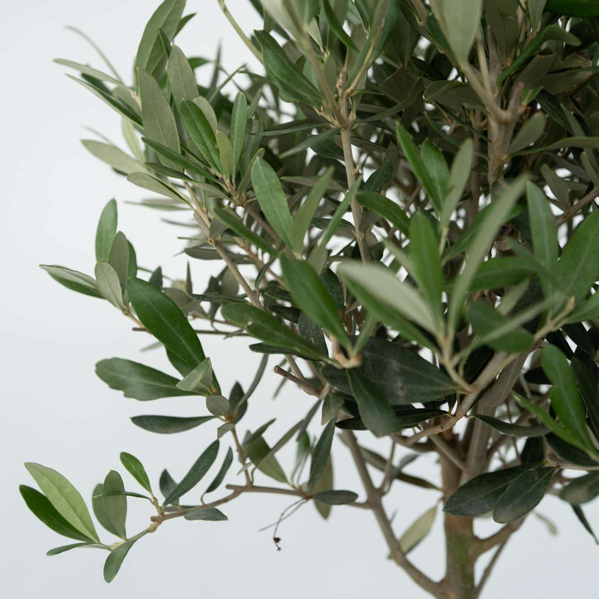 Măslin - Olea europaea - Înălţime 60-70cm - ⌀17cm