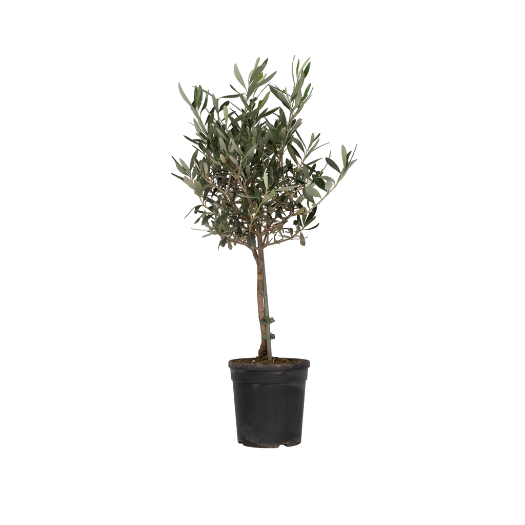 Măslin - Olea europaea - Înălţime 60-70cm - ⌀17cm
