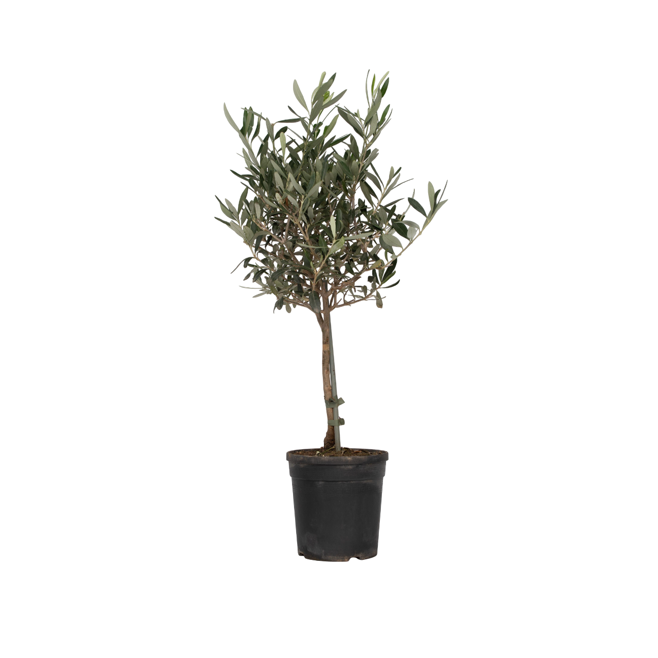 Măslin - Olea europaea - Înălţime 60-70cm - ⌀17cm