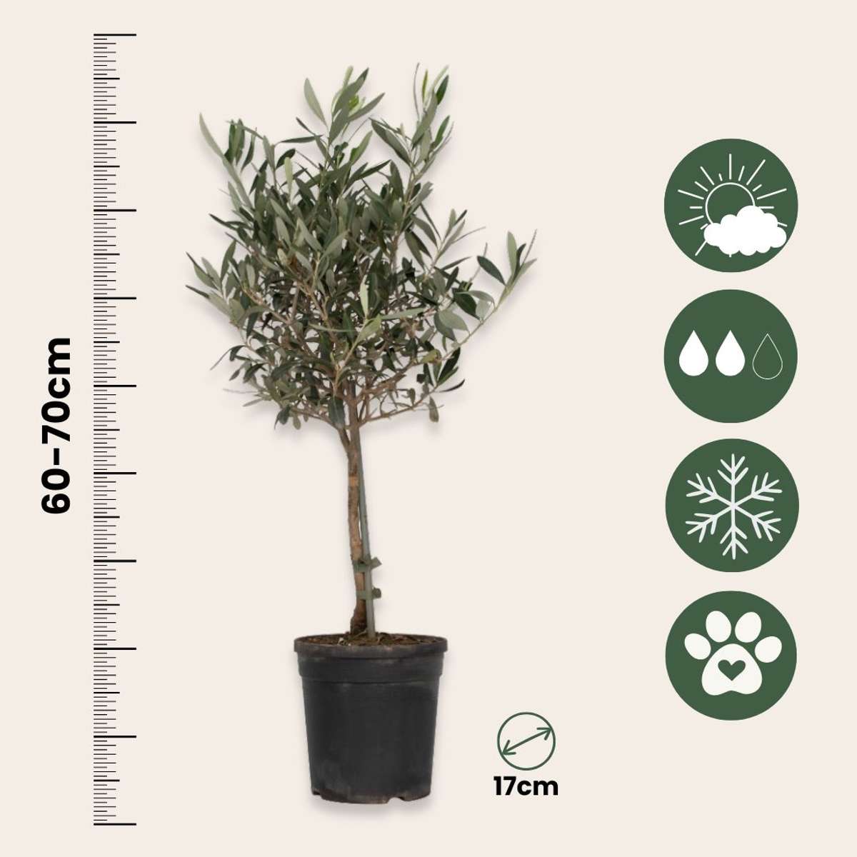 Măslin - Olea europaea - Înălţime 60-70cm - ⌀17cm