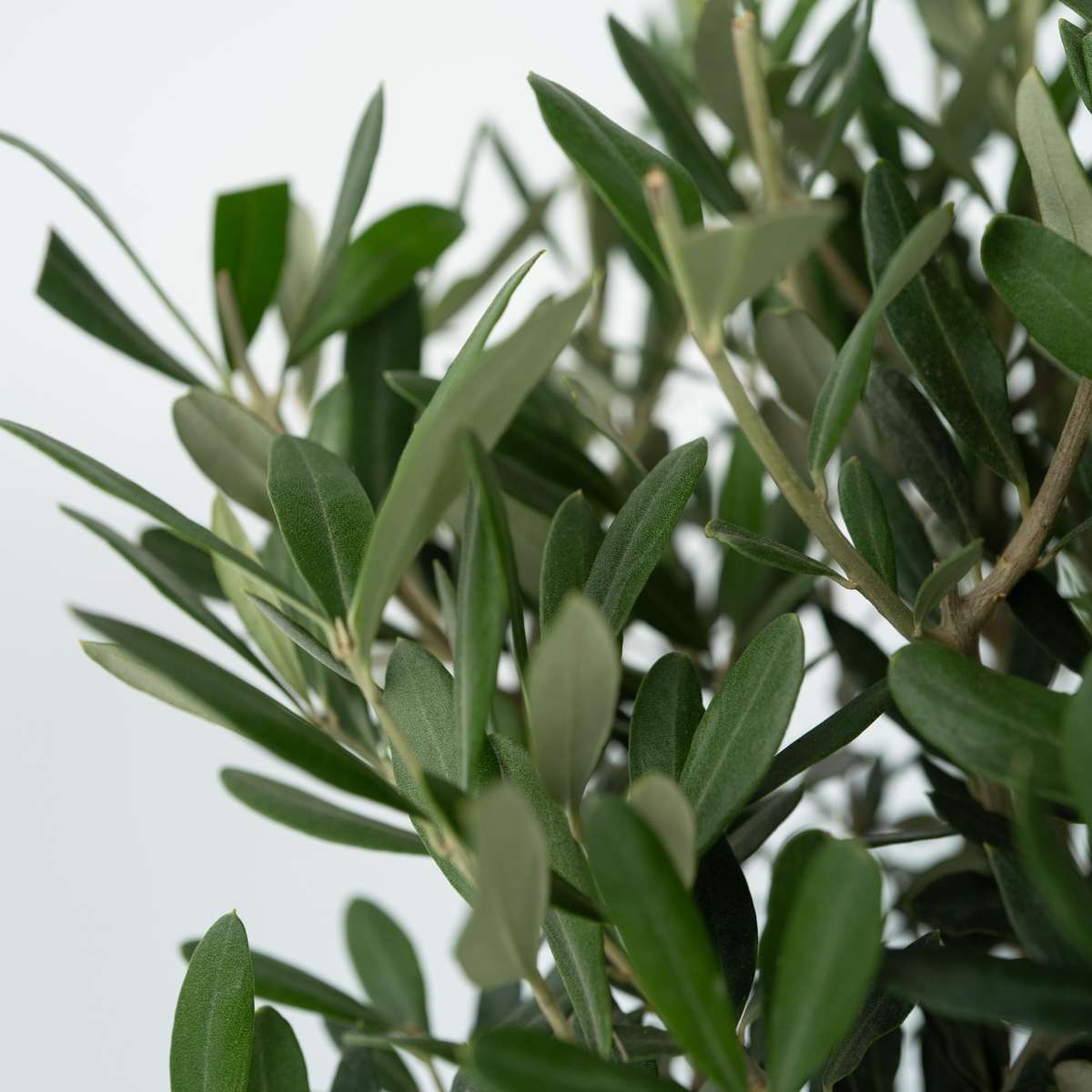 Măslin - Olea europaea - Înălţime 80-90cm - ⌀19cm