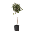 Măslin - Olea europaea - Înălţime 80-90cm - ⌀19cm