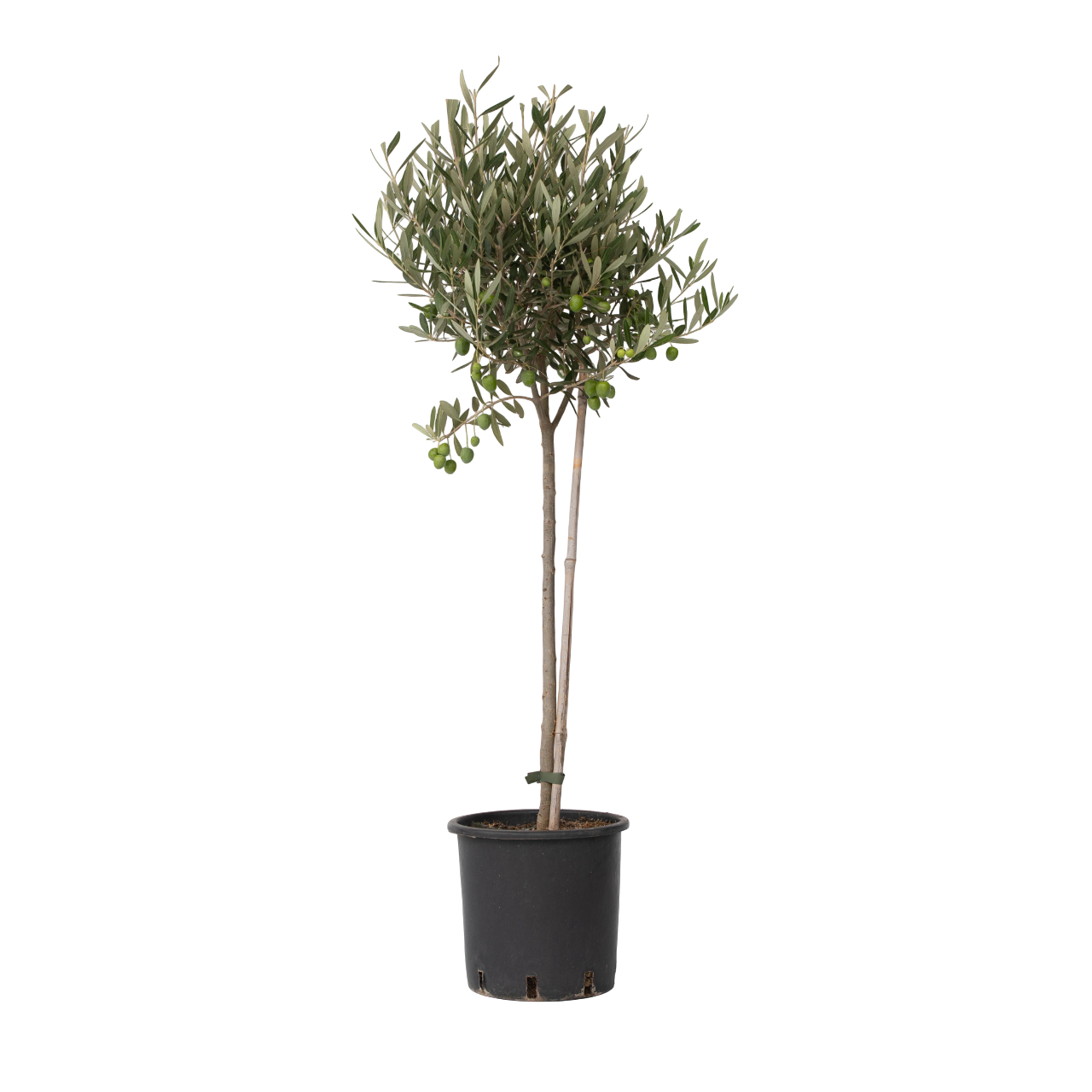 Măslin - Olea europaea - Înălţime 80-90cm - ⌀19cm