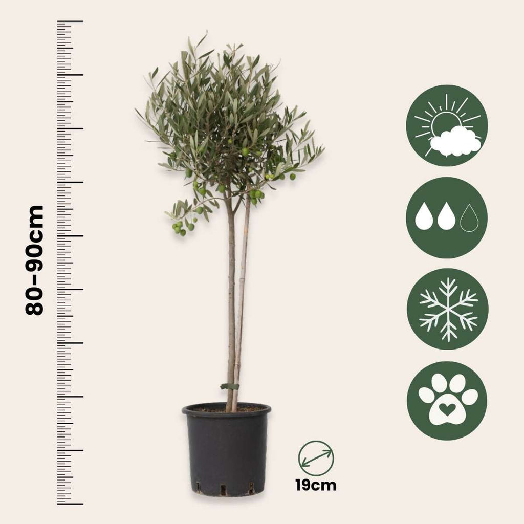 Măslin - Olea europaea - Înălţime 80-90cm - ⌀19cm
