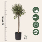 Măslin - Olea europaea - Înălţime 80-90cm - ⌀19cm