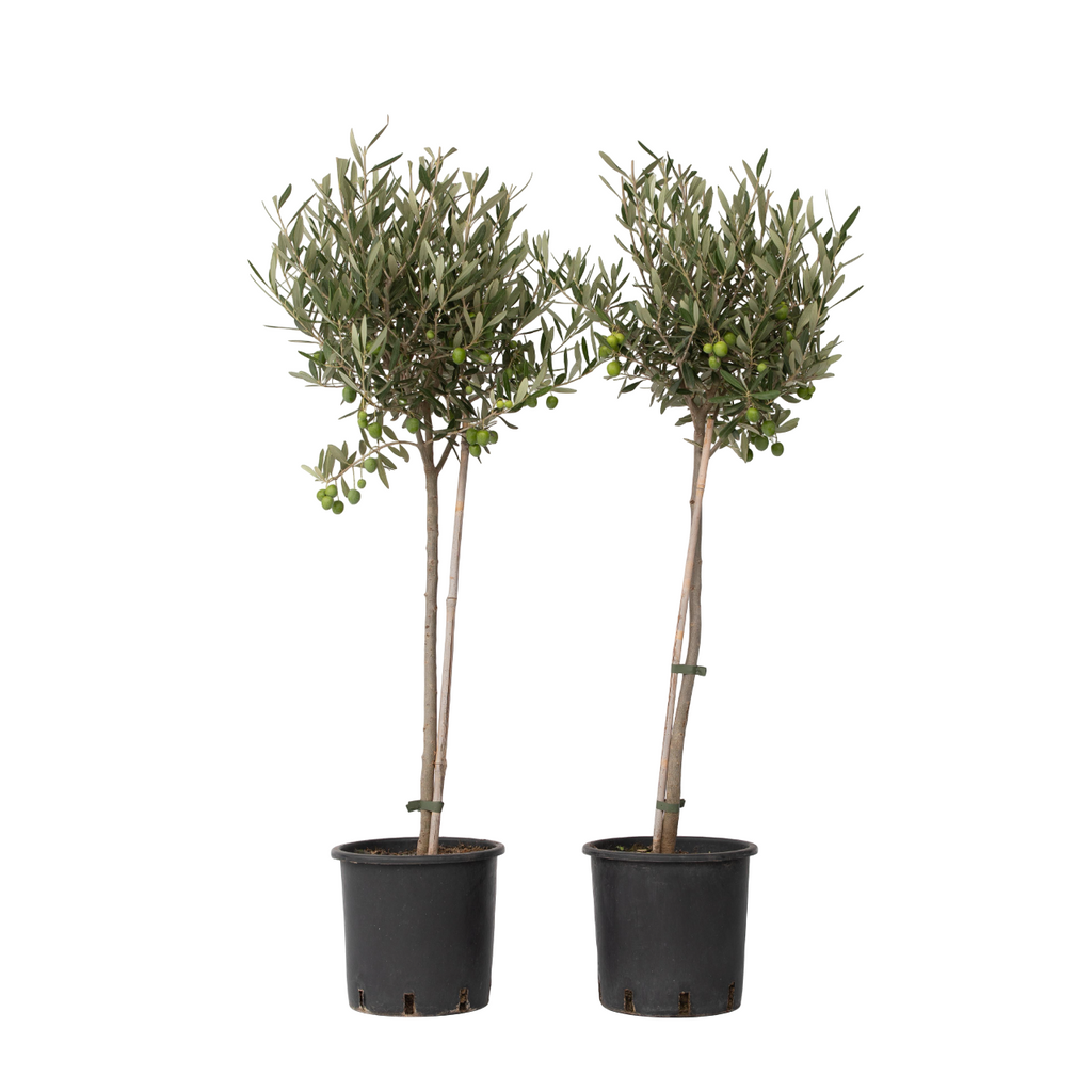 Măslin - 2 buc - Olea europaea - Înălţime 80-90cm - ⌀19cm