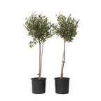 Măslin - 2 buc - Olea europaea - Înălţime 80-90cm - ⌀19cm