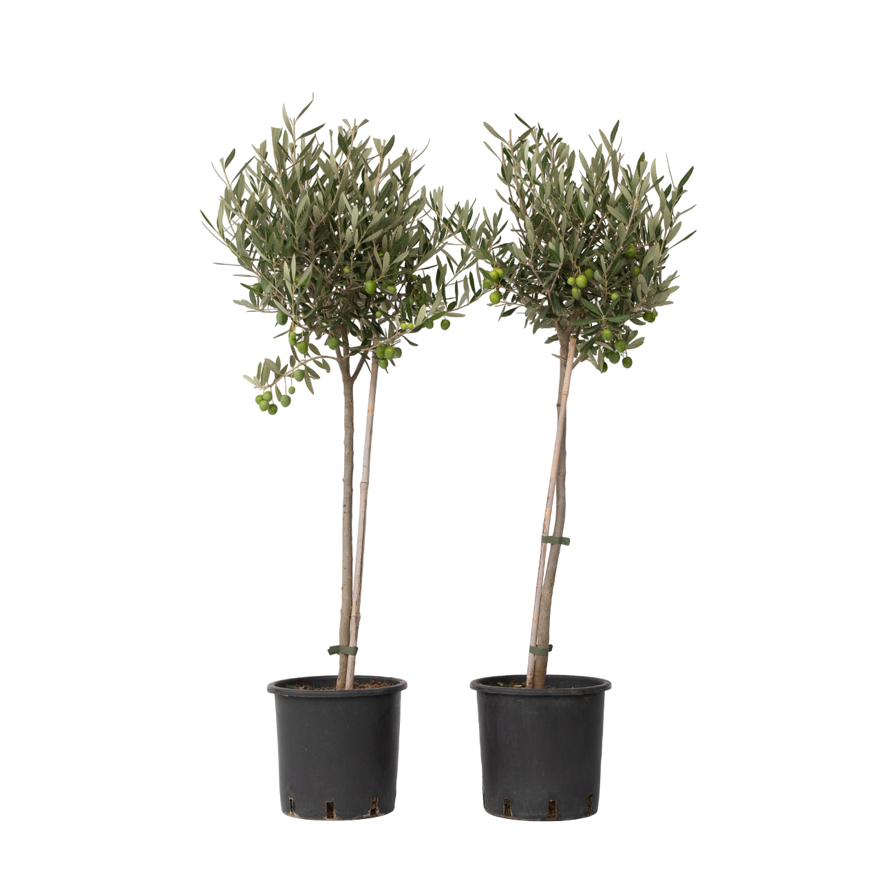 Măslin - 2 buc - Olea europaea - Înălţime 80-90cm - ⌀19cm
