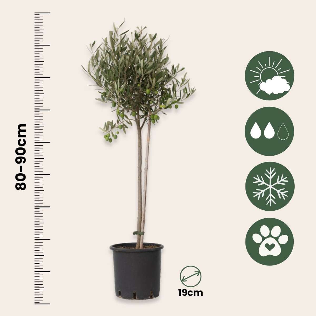 Măslin - 2 buc - Olea europaea - Înălţime 80-90cm - ⌀19cm