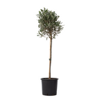 Măslin - Olea europaea - Înălţime 90-100cm - ⌀21cm