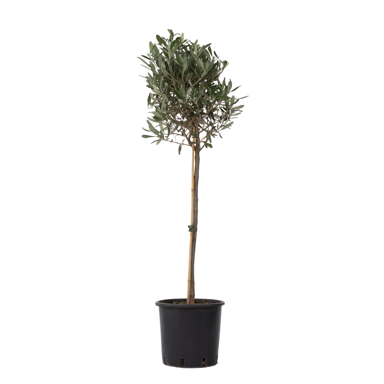 Măslin - Olea europaea - Înălţime 90-100cm - ⌀21cm