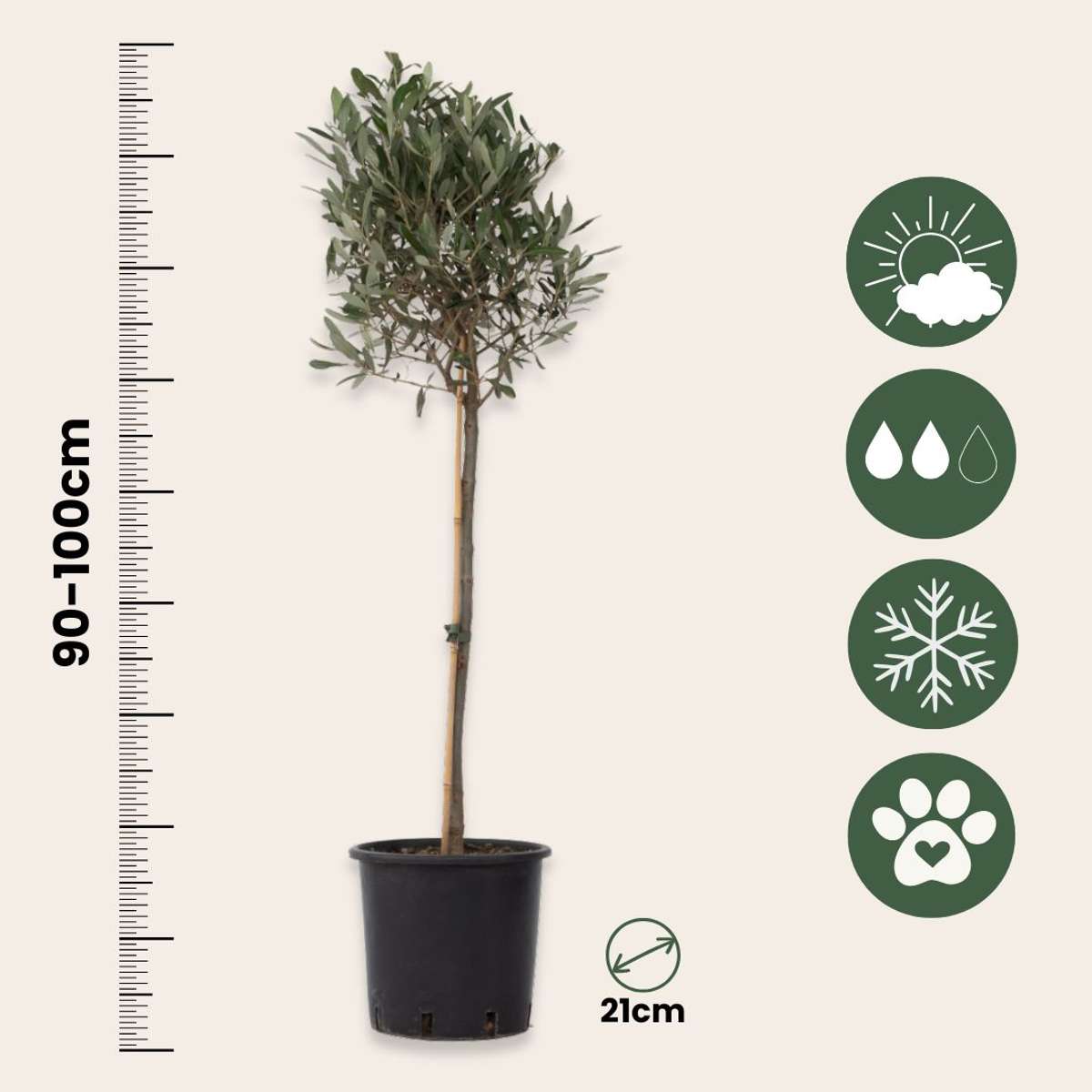 Măslin - Olea europaea - Înălţime 90-100cm - ⌀21cm