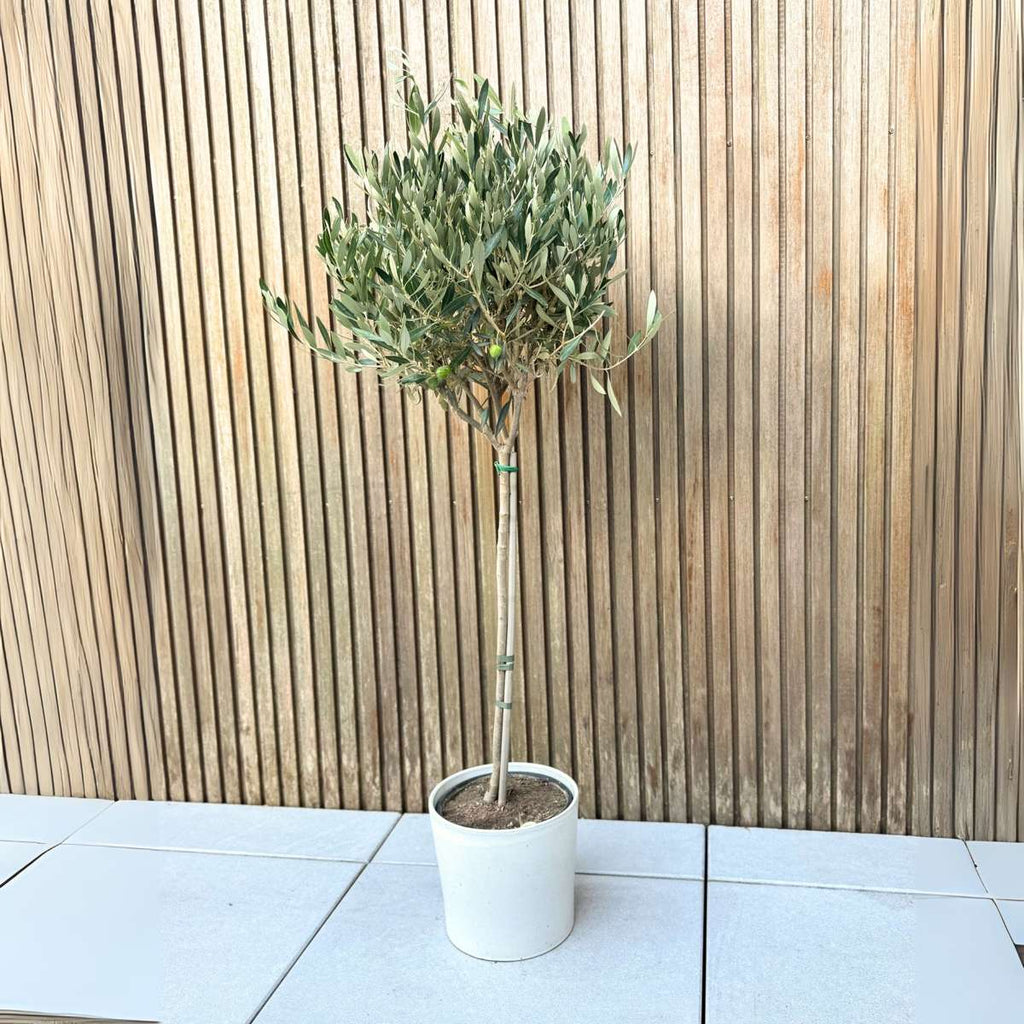 Măslin - Olea europaea - Înălţime 90-100cm - ⌀21cm