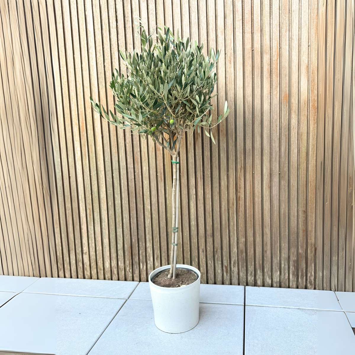 Măslin - Olea europaea - Înălţime 90-100cm - ⌀21cm