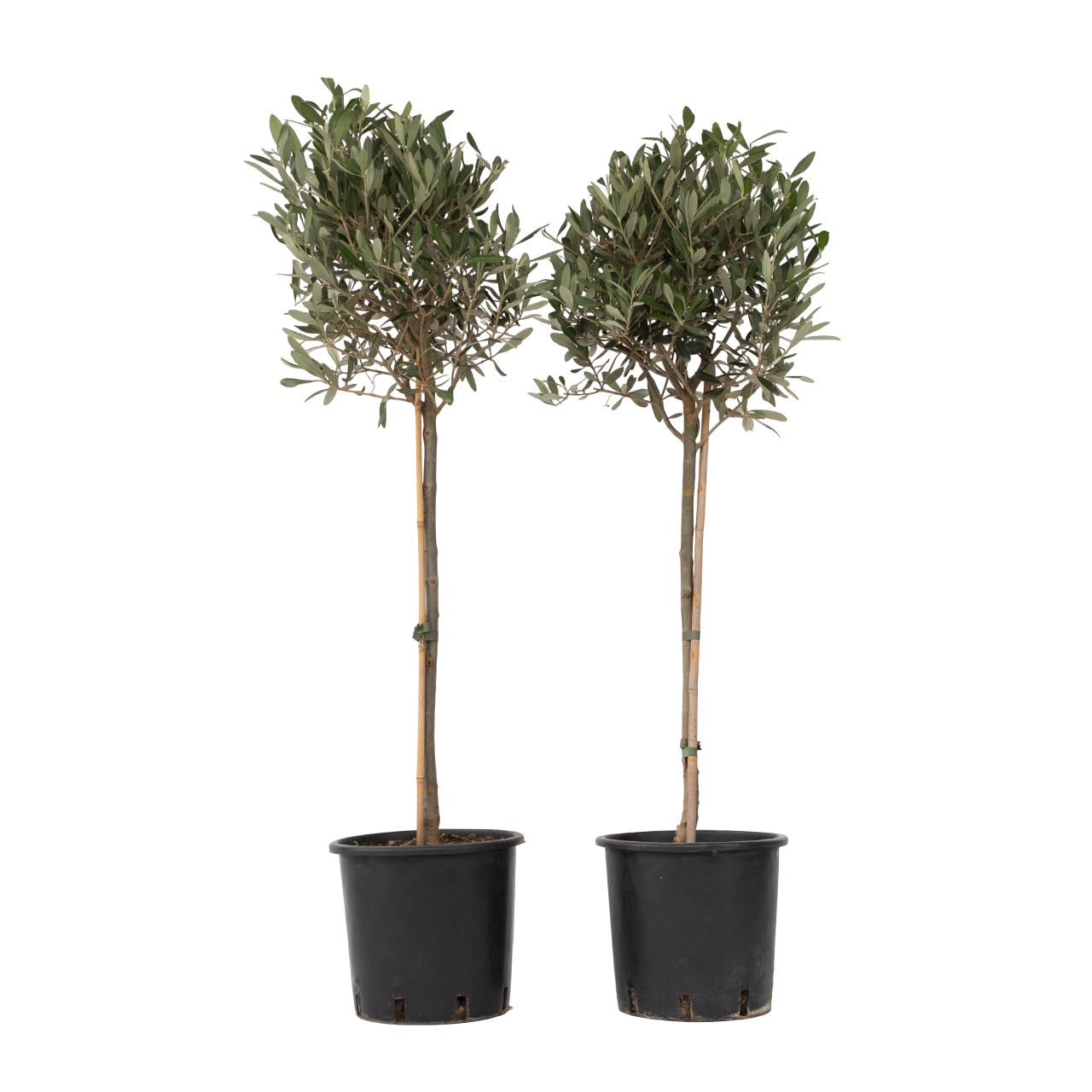 Măslin - 2 buc - Olea europaea - Înălţime 90-100cm - ⌀21cm
