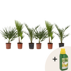 Mix de palmier în aer liber - 6 buc - Înălţime 50-70cm - ⌀15cm