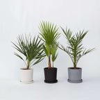 Mix de palmier în aer liber - 6 buc - Înălţime 50-70cm - ⌀15cm