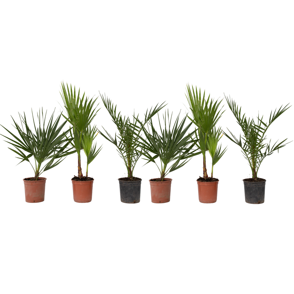 Mix de palmier în aer liber - 6 buc - Înălţime 50-70cm - ⌀15cm