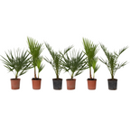 Mix de palmier în aer liber - 6 buc - Înălţime 50-70cm - ⌀15cm