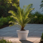 Palmierul Curmal - Phoenix canariensis - Înălţime 50-60cm - ⌀15cm