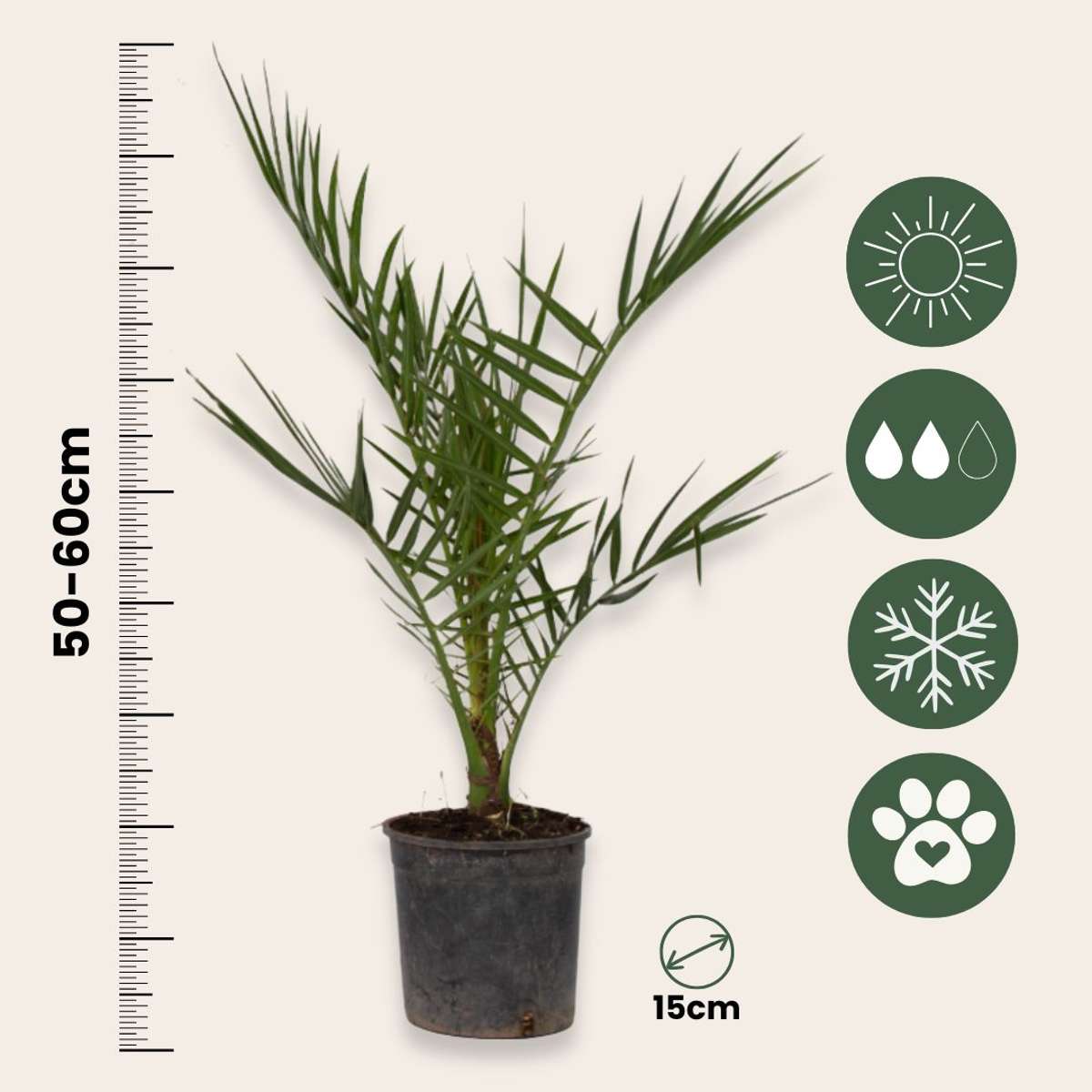 Palmierul Curmal - Phoenix canariensis - Înălţime 50-60cm - ⌀15cm