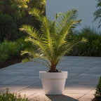 Palmierul Curmal - 4 buc - Phoenix canariensis - Înălţime 50-60cm - ⌀15cm
