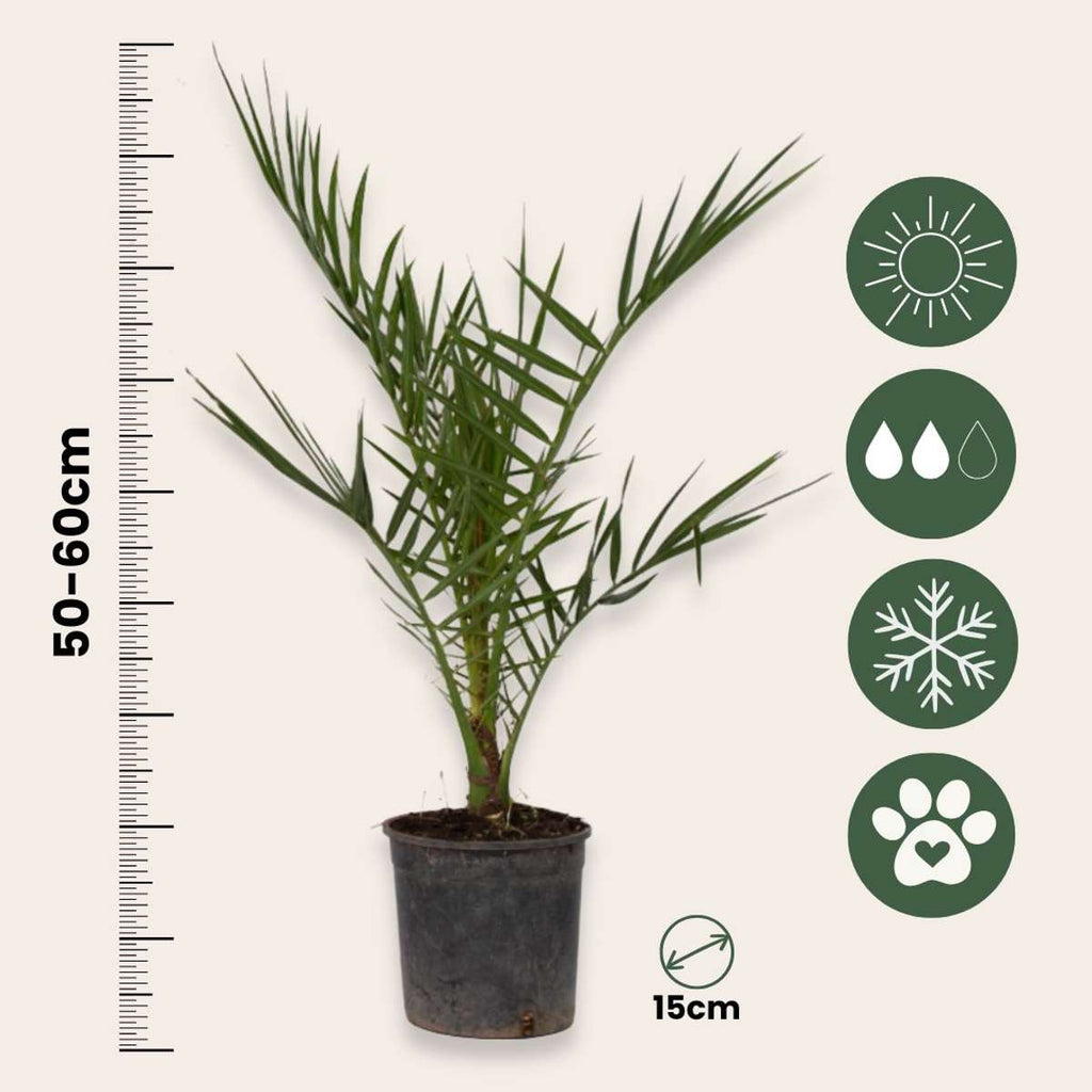 Palmierul Curmal - 4 buc - Phoenix canariensis - Înălţime 50-60cm - ⌀15cm