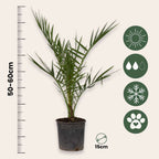 Palmierul Curmal - 4 buc - Phoenix canariensis - Înălţime 50-60cm - ⌀15cm