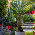 Palmier morișcă - Trachycarpus Fortunei - Înălţime 35-45cm - ⌀15cm