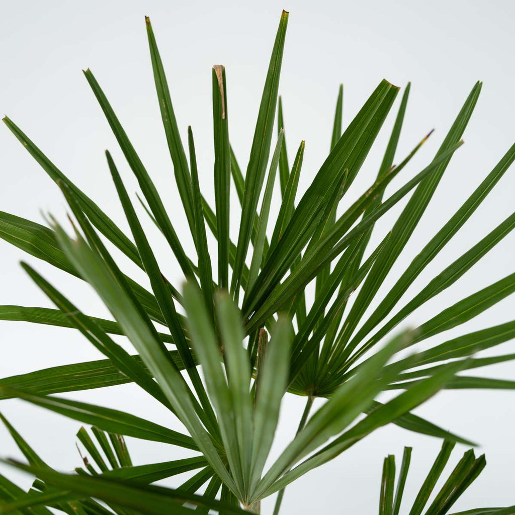 Palmier morișcă - Trachycarpus Fortunei - Înălţime 35-45cm - ⌀15cm